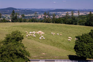 Farma Olešná Blonde Farm