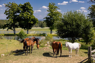 Farma Olešná Blonde Farm