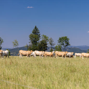Masný skot plemene Blonde d´Aquitaine na pastvině v ekologickém režimu