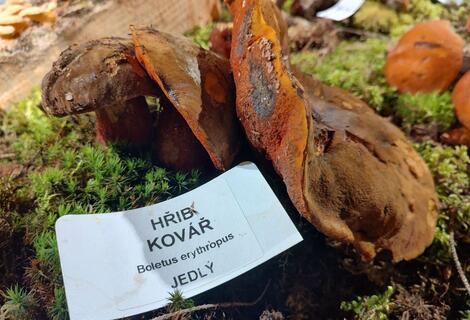 Hřib kovář