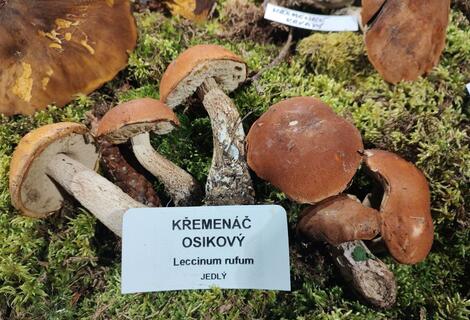 Křemenáč osikový